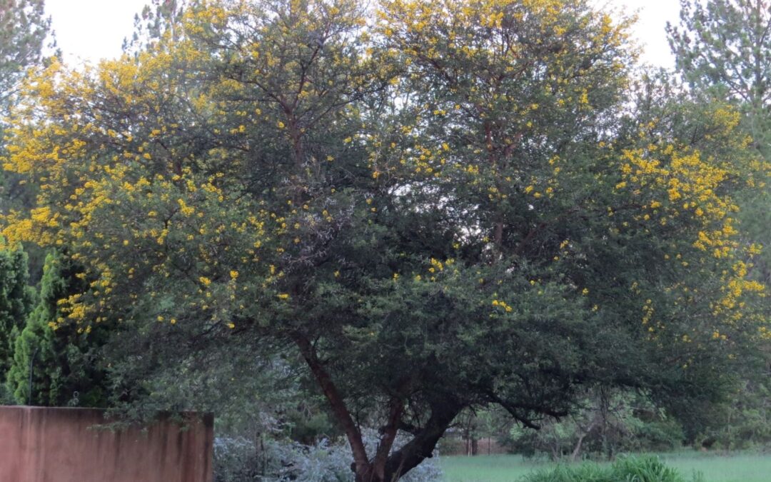 The Best Trees For Sale
