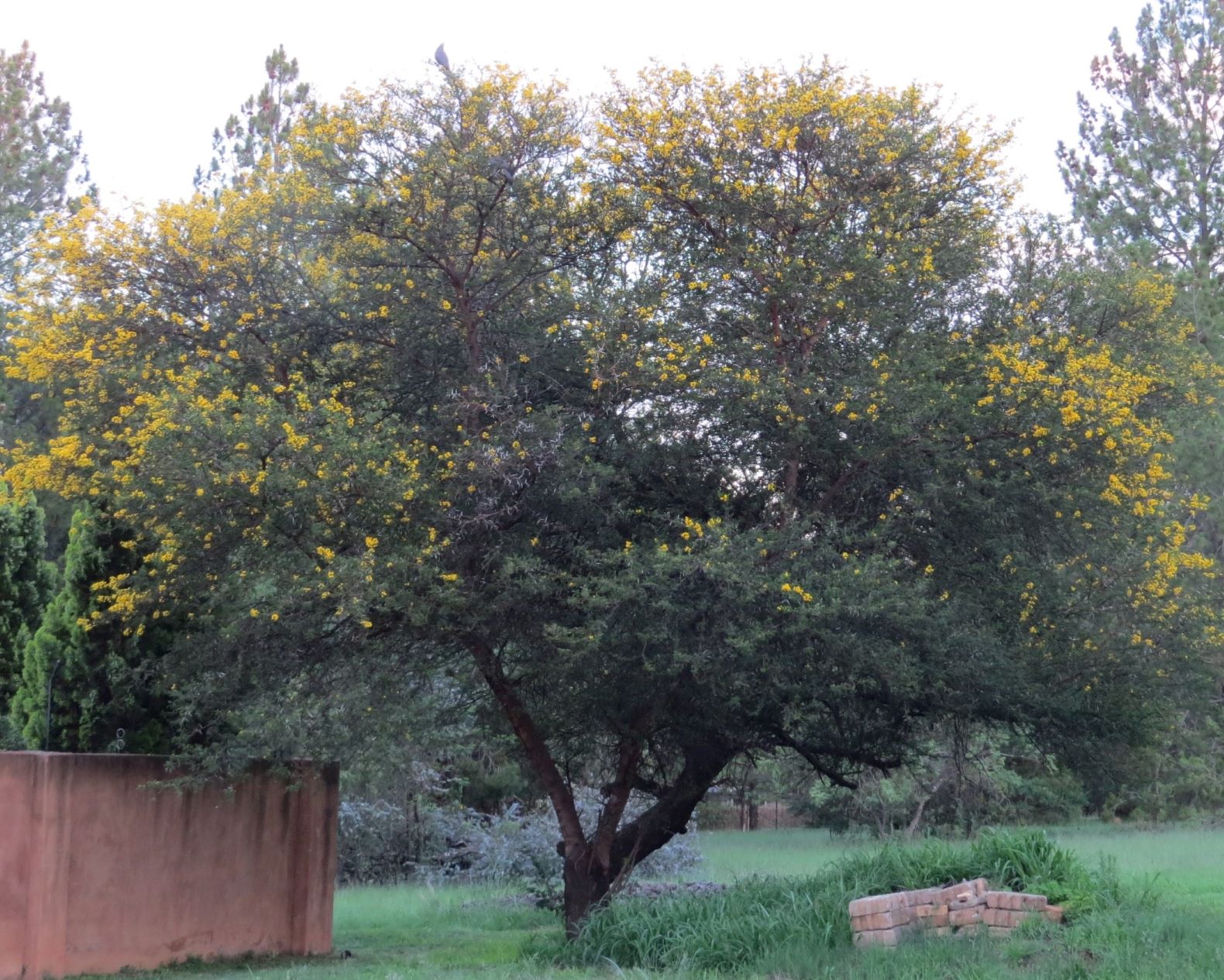 Trees For Sale