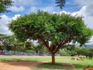 Rainwater Harvesting | A Start to Water Conservation