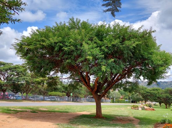 Trees for Sale