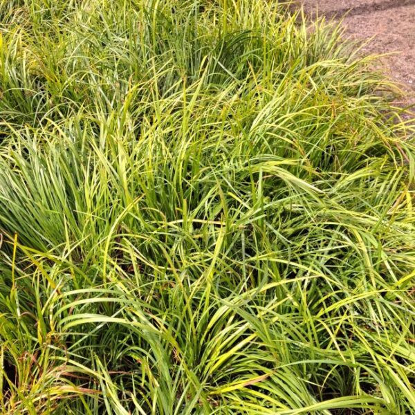 Acorus gramineus Green