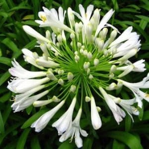 Agapanthus praecox white, Agapantha or African Lily White