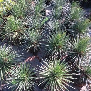 Agave geminiflora, Twin Flower Agave