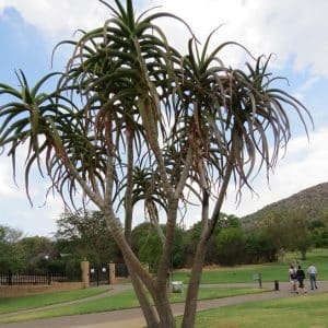 Aloe barberae, Tree Aloe