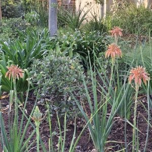 Aloe cooperii, Cooper's Aloe
