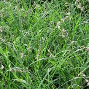 Anthericum saundersiae, Weeping Anthericum