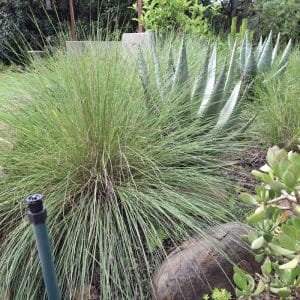 Aristida junciformis, Gongoni grass
