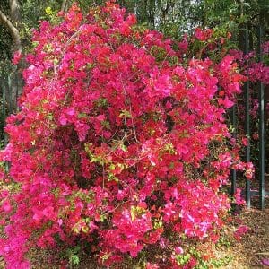 Bougainvillea Column, Mixed Colours
