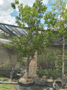 Celtis sinensis