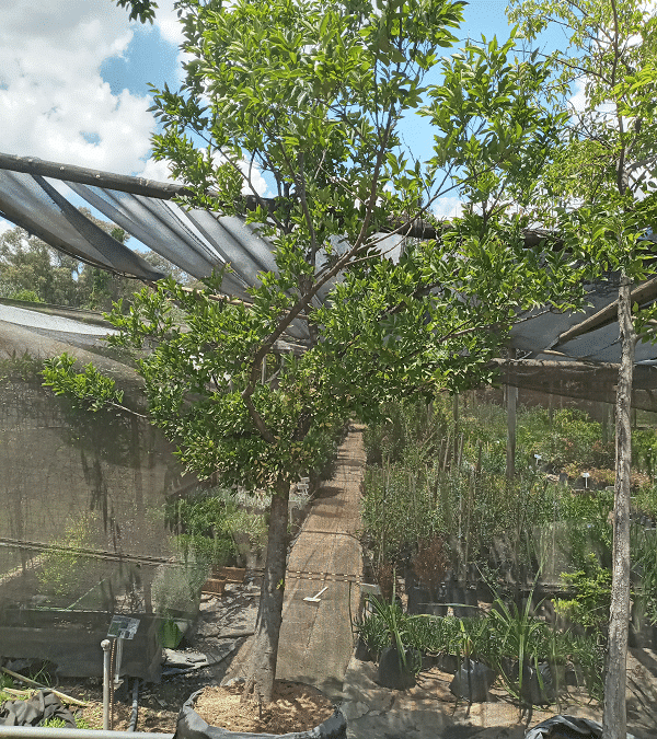 Indigenous Trees of South Africa