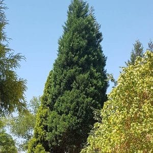 Conifer leylandi cyprus, Leylandi Cyprus