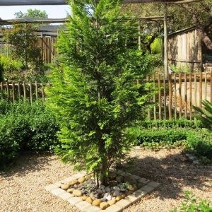 Conifer Leylandi gold rider