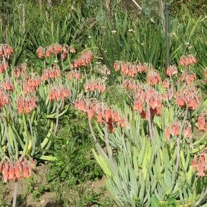 Cotyledon orbiculata oblonga, Finger Aloe