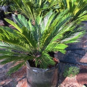Cycas revoluta, Cycad, Sago palm