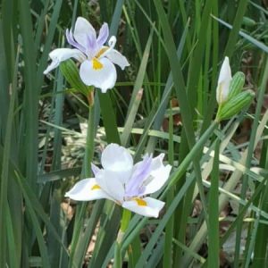 Dietes grandiflora, Wild iris