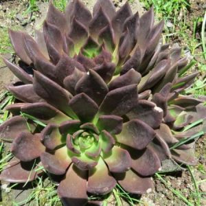 Echeveria Black Prince