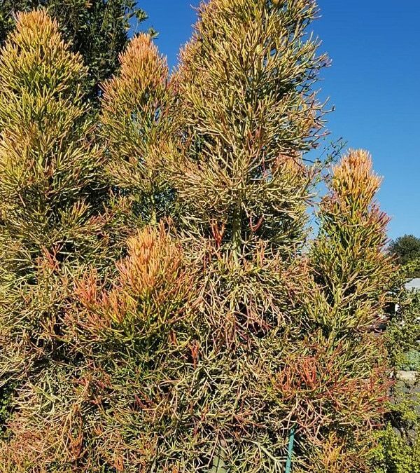 Remarkable Indigenous Trees