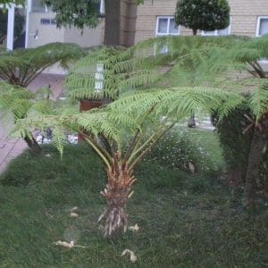 Fern cyathea brownii, Norfolk Tree Fern