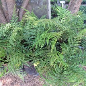 Fern dicksonia antarctica, Soft Tree Fern