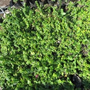 Ficus pumila, Tickey Creeper, Creeping Fig