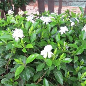 Gardenia augusta, Common Gardenia
