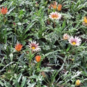 Gazania rigens, African Daisy