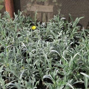 Gazania Uniflora, Silver African Daisy