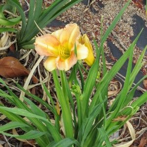 Hemerocallis, Day Lily