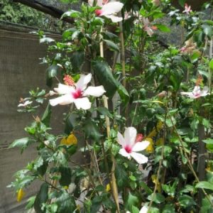 Hibiscus