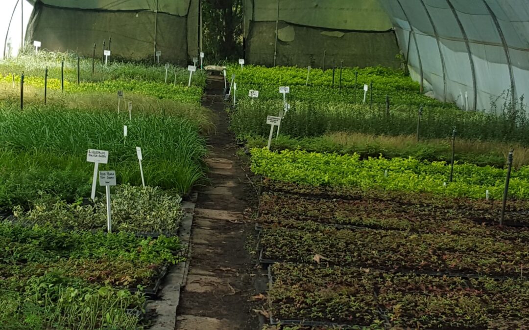 The Types of Plant Nurseries