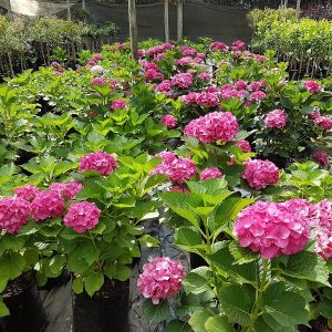 Hydrangea macrophylla Christmas Rose