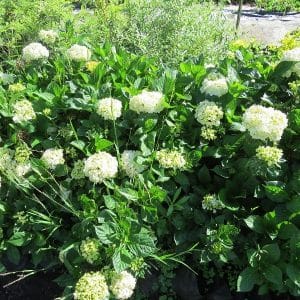 Hydrangea White
