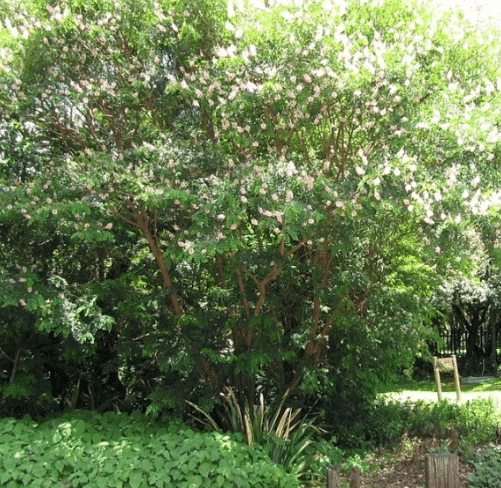 Why You Should Use Indigenous Plants