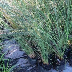 Juncus krausii, Dune Sack Rush