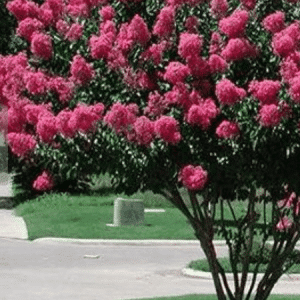 Lagerstromia indica, Pride of India/Crepe Myrtle