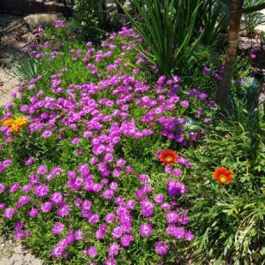 Lampranthus, Vygie, Ice Plant
