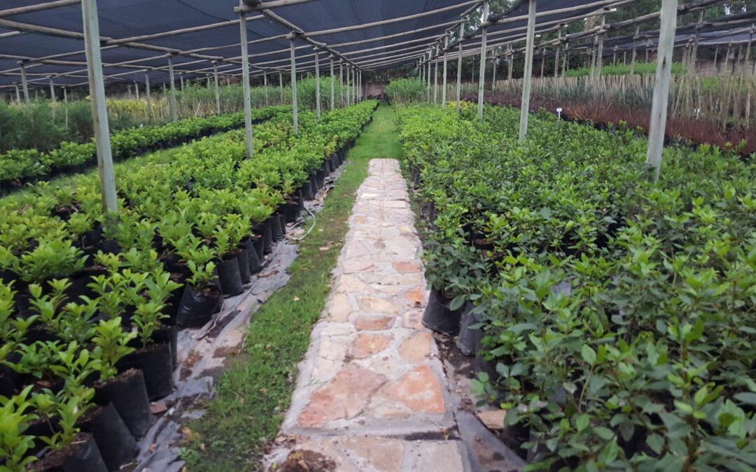 Landscapers in Johannesburg – Second to None.