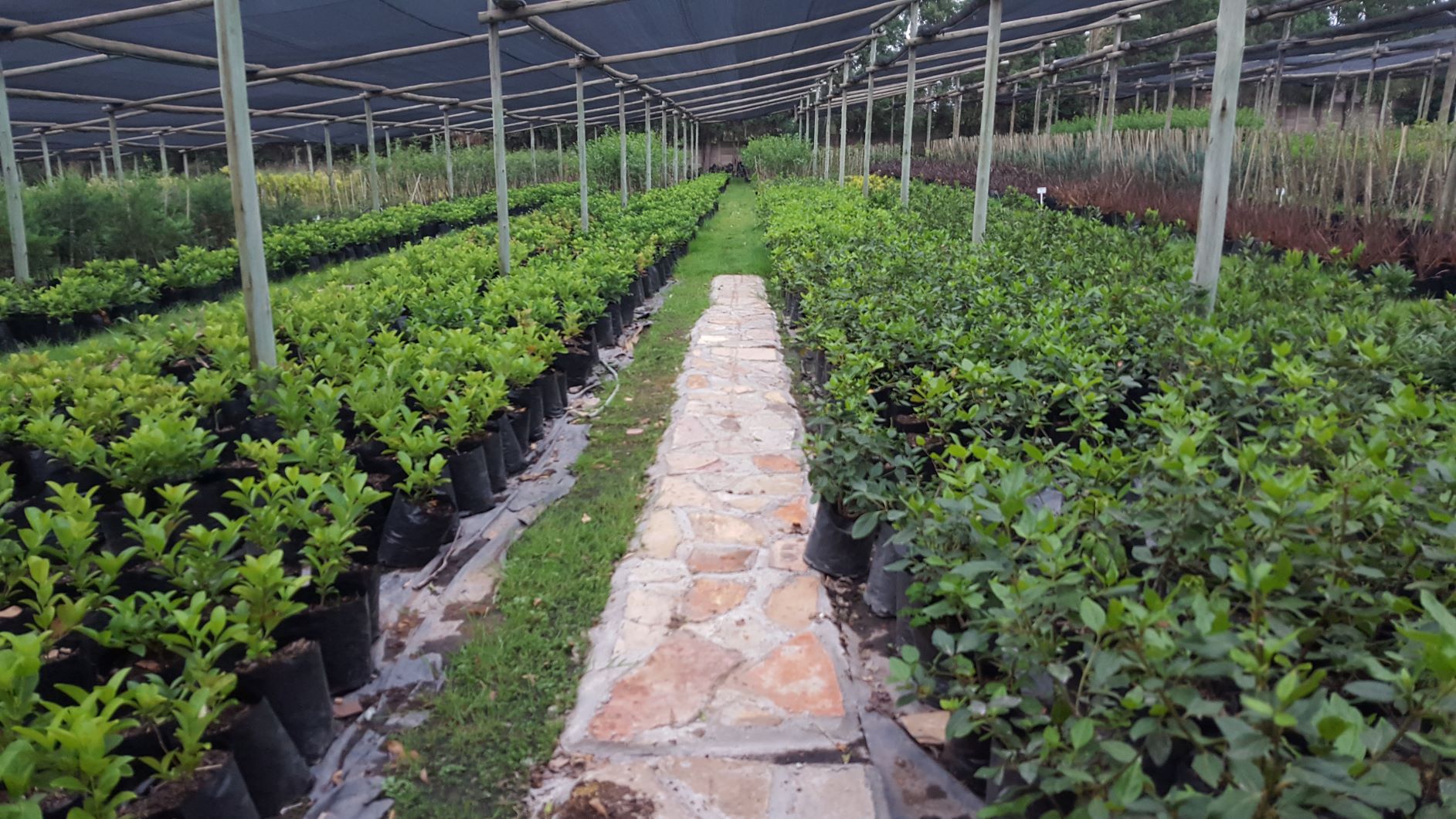Landscapers in Johannesburg