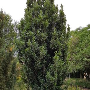 Laurus nobilis, Bay Leaf
