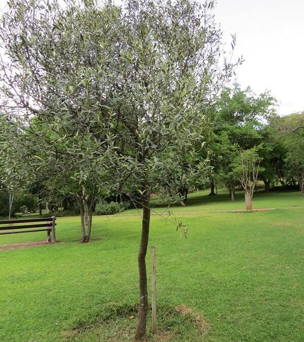 Top Quality Trees For Sale