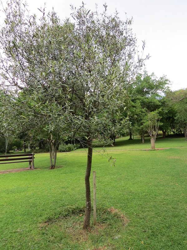Olea-africana Trees For Sale
