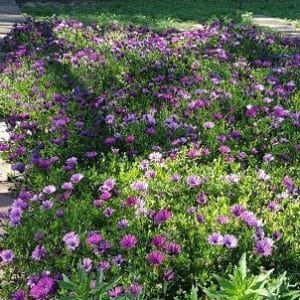 Osteospermum
