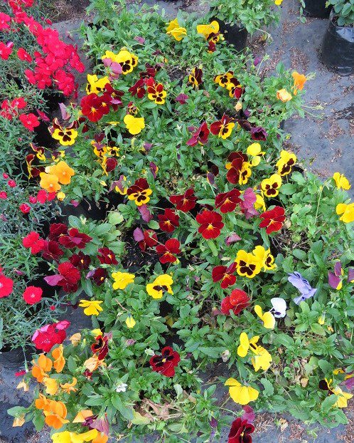 Online Plant Shopping