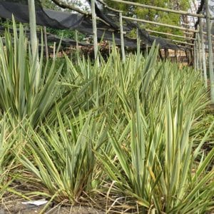 Phormium gold wing