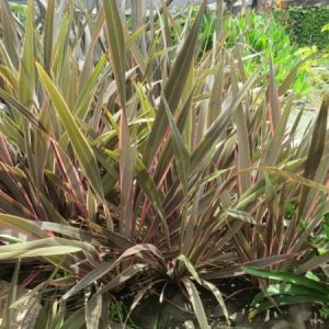 Phormium Pink Stripe