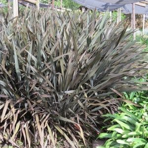 Phormium tenax rubra