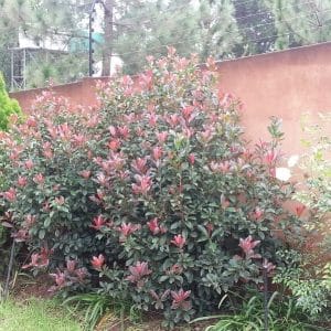 Photinia Red Robin