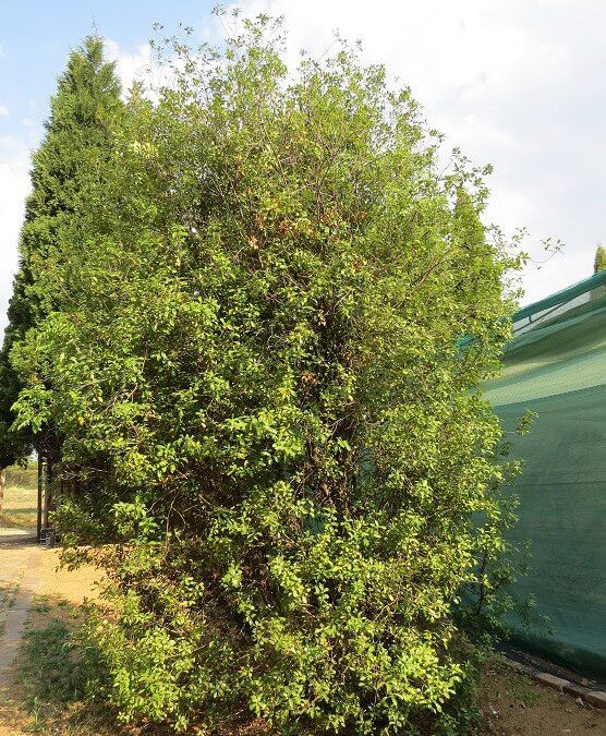 Indigenous Trees of South Africa