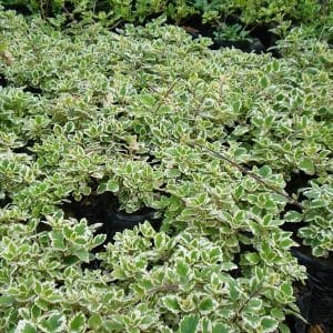 Plectranthus Madag var