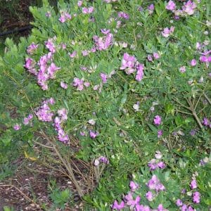 Polygala shrub
